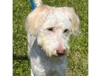 Adopt Rain a Poodle