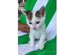 Adopt Jasper a Domestic Medium Hair