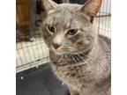 Adopt Romi a Domestic Short Hair