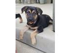Adopt Jane a German Shepherd Dog