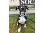 Adopt Cookie a Rottweiler