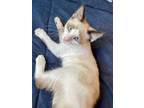 Adopt Phoebe a Siamese, Snowshoe