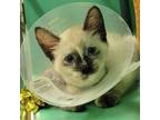Adopt JORDAN - FFPR a Siamese