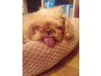Adopt Betty a Shih Tzu
