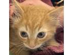 Adopt Butters a Domestic Short Hair