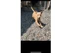 Adopt Gaston a American Staffordshire Terrier, Cane Corso