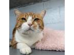Adopt Casper a Domestic Short Hair