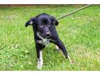 Adopt Calvin a Cattle Dog