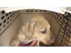 Adopt Genevieve a Mountain Cur