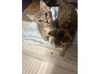 Adopt Tone a Tabby