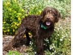 Adopt KC a Labrador Retriever, German Wirehaired Pointer