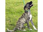 Adopt Lois a Mountain Cur