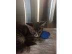 Adopt Annabell a Domestic Short Hair