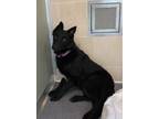 Adopt Balin a Belgian Shepherd / Malinois, Jack Russell Terrier