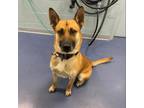 Adopt CHIEF a German Shepherd Dog, Mixed Breed
