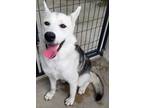 Adopt 53674347 a Shepherd, Siberian Husky