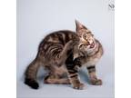 Adopt Ross a Domestic Short Hair