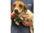 Adopt Marley a Beagle, Mixed Breed