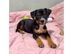 Adopt Coraline a Jack Russell Terrier, Beagle
