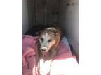 Adopt Peanut a Labrador Retriever, Mixed Breed