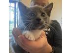Adopt Chips a Domestic Short Hair