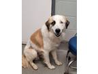 Adopt Ripley a Great Pyrenees, Saint Bernard