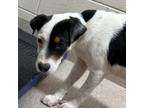 Adopt Wishbone a Pit Bull Terrier, Mixed Breed