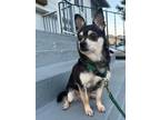 Adopt Neiko, social & affectionate companion- urgently needs a new home!