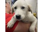 Adopt Brock a Mixed Breed, Great Pyrenees