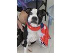 Adopt Frank a Boxer
