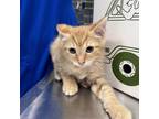 Adopt Sarma a Domestic Short Hair