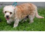 Adopt Tillie a Cavachon