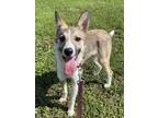 Adopt Skye a Collie, Shetland Sheepdog / Sheltie