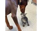 Adopt Bullseye a Domestic Short Hair