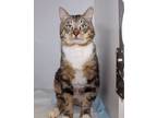 Adopt Banjo a Tabby