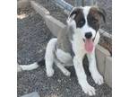 Adopt Archie a Great Pyrenees