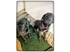 Adopt Abe a Labrador Retriever, Mixed Breed