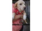 Adopt Kade (K8) a Labrador Retriever