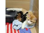 Adopt Nectarine a Domestic Medium Hair