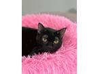 Adopt Juliet a Domestic Short Hair
