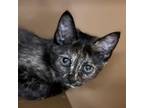 Adopt Alien -$25 a Domestic Short Hair