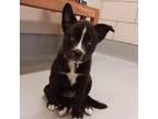 Adopt Fatty McGee a Border Collie, Mixed Breed