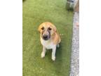 Adopt stewey a Shepherd, Siberian Husky