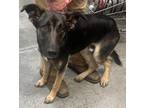 Adopt Captain Crunch a German Shepherd Dog, Mixed Breed