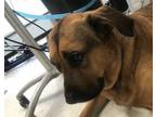 Adopt Brutus a Mastiff, Rottweiler