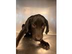 Adopt Andy a Labrador Retriever
