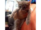 Adopt Casper a Domestic Short Hair, American Bobtail