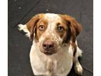 Adopt Poptart 39666 a Brittany Spaniel