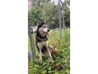 Adopt Jenga a Husky