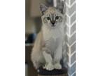 Adopt Sleet a Siamese, Domestic Short Hair